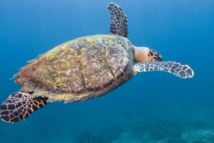 Plongée Guadeloupe à Saint François