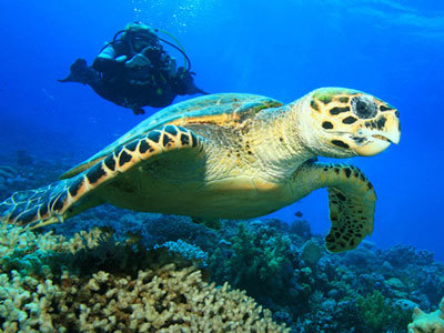 Tortue en Plongée avec Noa Plongée