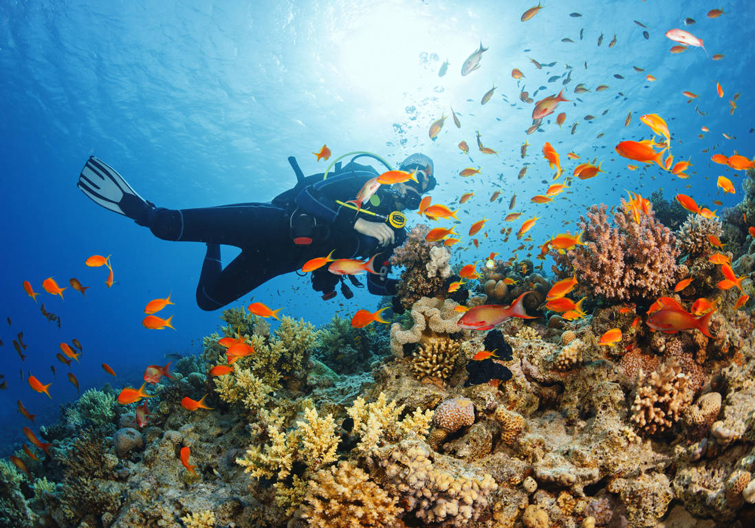 Découvrir la plongée sous marine en Guadeloupe