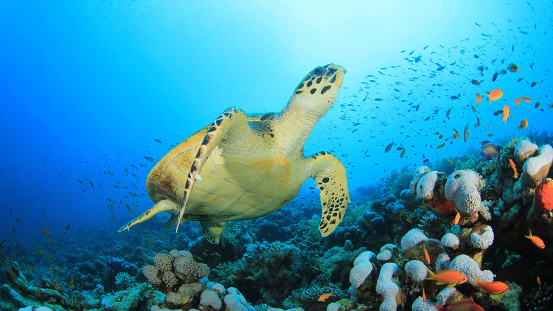 Découvrir la plongée sous marine en Guadeloupe