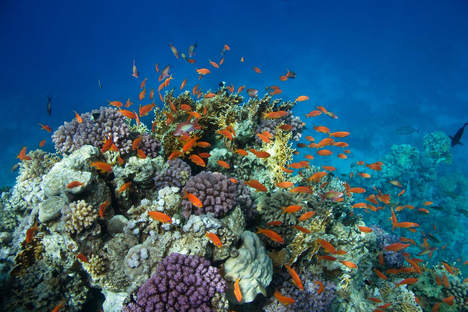 Plonger en Guadeloupe