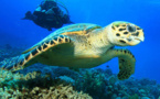 Club Plongée Saint François Guadeloupe