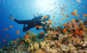 Découvrir la plongée sous marine en Guadeloupe