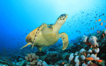 La plongée sous marine en Guadeloupe