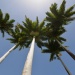 Les palmiers royaux du golf de guadeloupe