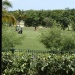 Open de Golf vue de la Villa Boubou en Guadeloupe