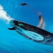 planche-stand-up-paddle-dans-lagon-st-françois-guadeloupe