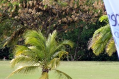 Open de golf Guadeloupe 2014 partenariat Villas Boubou